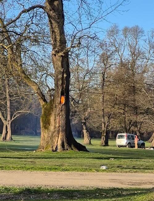 DÜZCE (İHA) – Düzce’nin Gölyaka ilçesinde gövdesindeki kovukta ateş yakılan