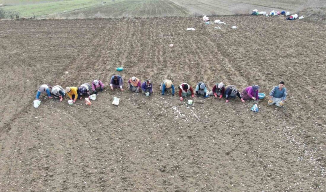 İstanbul’daki yoğun yaşam temposundan uzaklaşmak isteyen Elife Öz, memleketi Kastamonu’nun