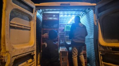 Bilecik’in Bozüyük ilçesinde dün gece yapılan yol kontrolünde, belgesiz hayvan