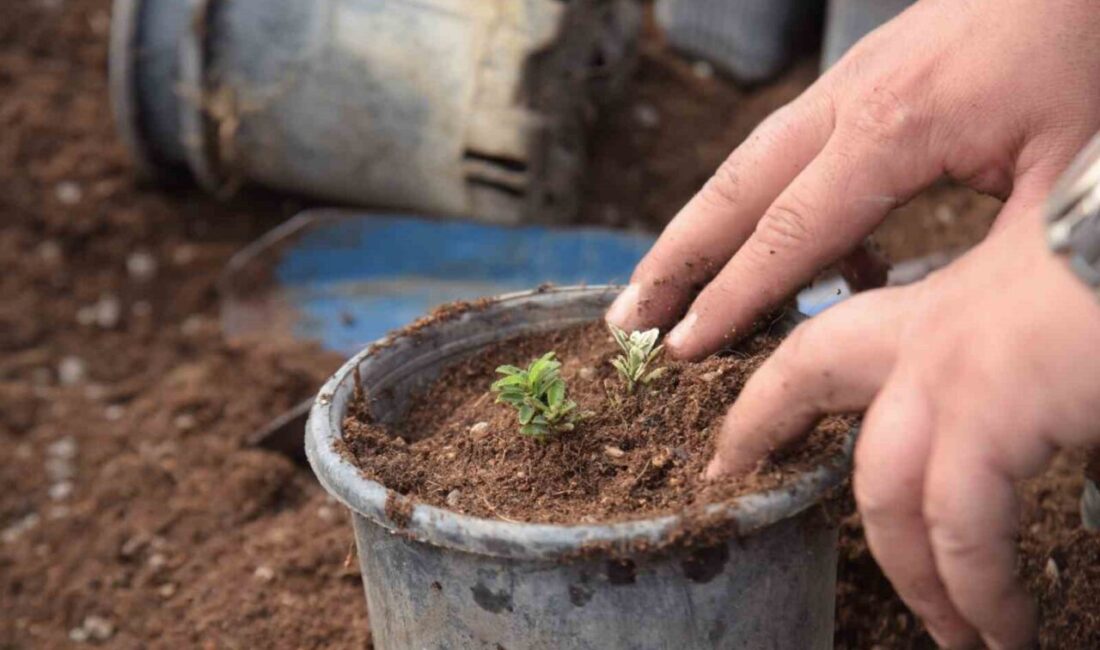 Bilecik Belediyesi ekipleri tarafından park ve bahçelerden bahara hazırlık çalışmaları