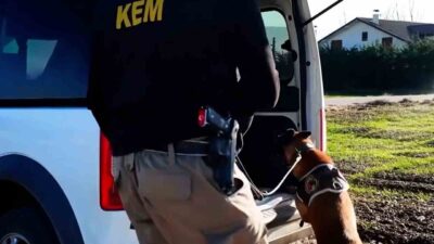 Bolu’da emniyet ve jandarma ekiplerince belirlenen adreslere düzenlenen operasyonlarda bonzai,