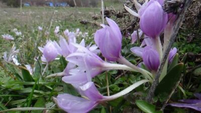 Bolu’nun Mudurnu ilçesinde kış aylarının son günlerinde baharın müjdecisi olarak