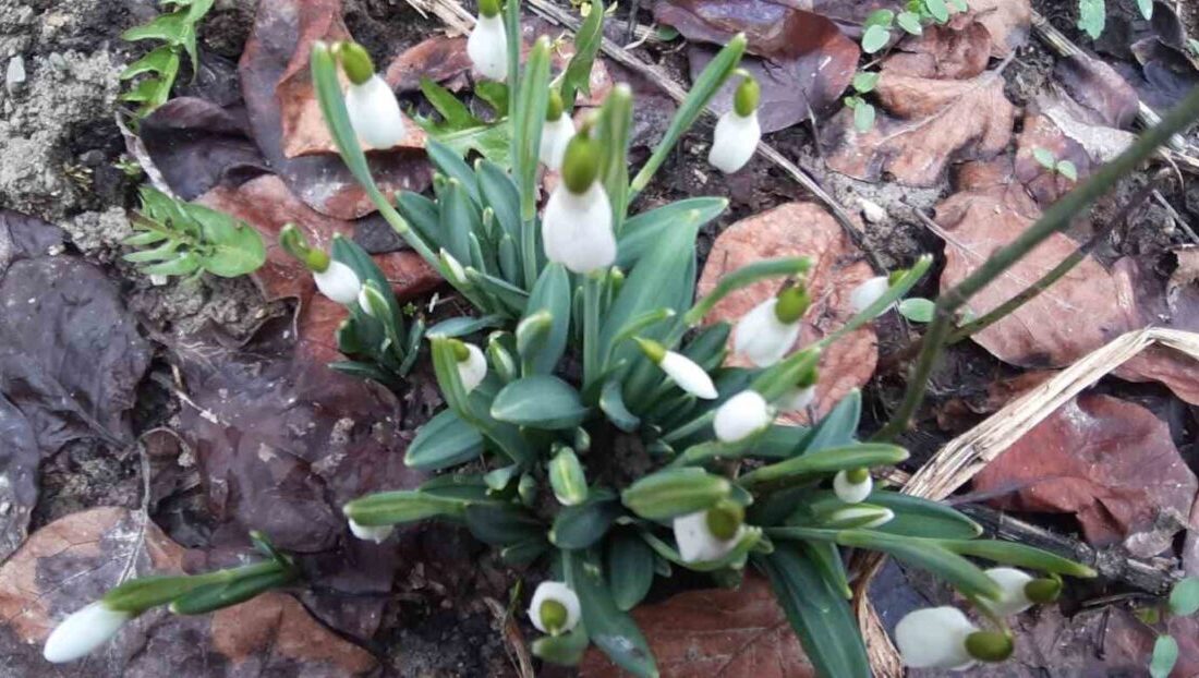 Bolu’nun Mudurnu ilçesinde “baharın müjdecisi” kardelenler, hava değişimleri nedeniyle bu