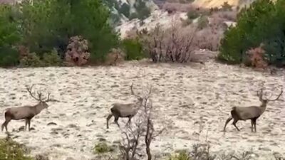 Bolu’da koruma altındaki kızıl geyikler, ormanlık alanda sürü halinde dolaşırken