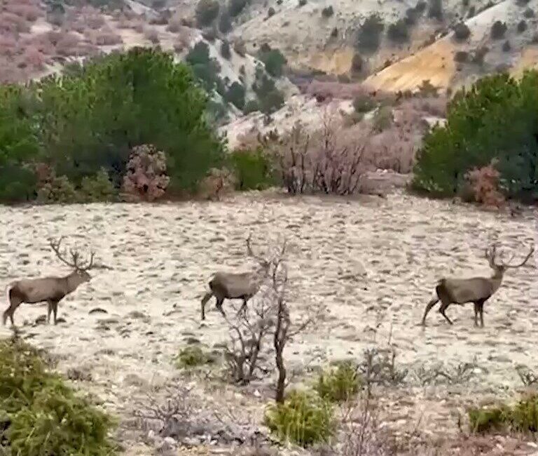 Bolu’da koruma altındaki kızıl geyikler, ormanlık alanda sürü halinde dolaşırken
