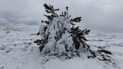 Bolu’nun Göynük ilçesinde etkili olan dondurucu soğuklar, yüksek kesimlerde ağaçların