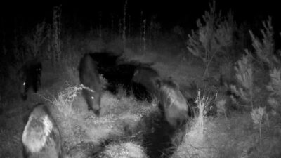 Bolu yaylalarında kurulan fotokapanlar, bir ay boyunca ayı, kurt, geyik