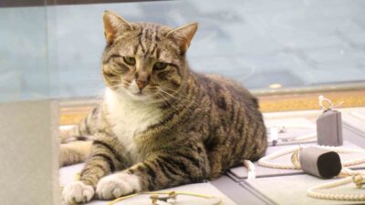 Sakarya’nın tarihi Uzun Çarşı’sında yarım asrı aşkın süredir esnaflık yapan