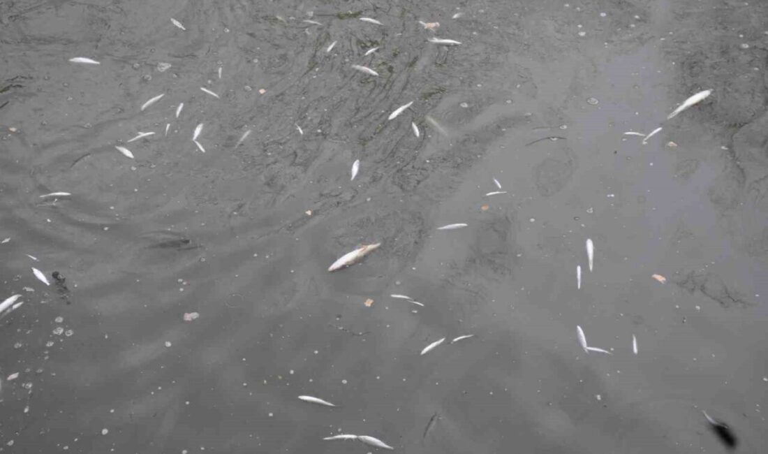 Sakarya’nın Hendek ilçesinin merkezinden geçen Uludere Çayı’nda yaşanan toplu balık