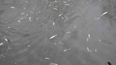 Sakarya’nın Hendek ilçesinin merkezinden geçen Uludere Çayı’nda yaşanan toplu balık