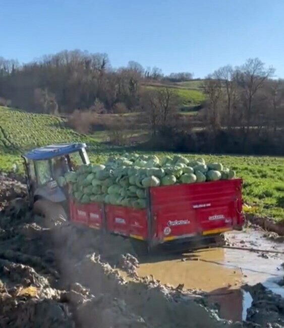 Sakarya’nın Kaynarca ilçesinde ilçesinde lahana yüklü römork çamura saplandı. Traktörlerin