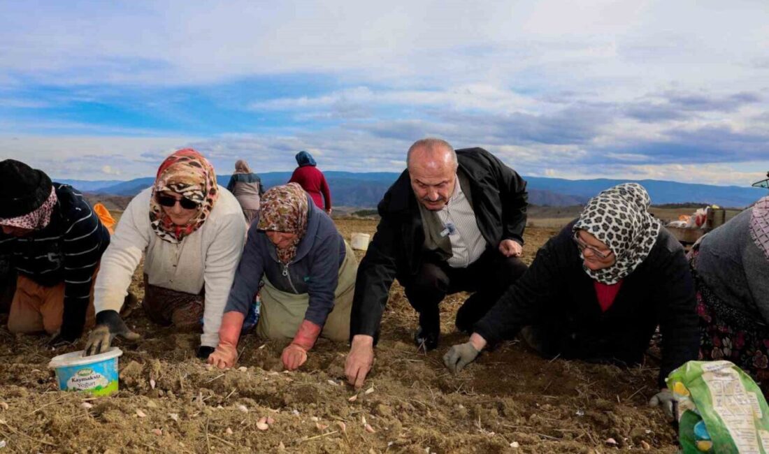 Avrupa Birliği Coğrafi İşaretli Taşköprü sarımsağında ekim dönemi başladı. Verimin