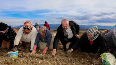 Avrupa Birliği Coğrafi İşaretli Taşköprü sarımsağında ekim dönemi başladı. Verimin