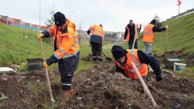 DÜZCE (İHA) – Düzce Belediyesi Park ve Bahçeler Müdürlüğü ekipleri