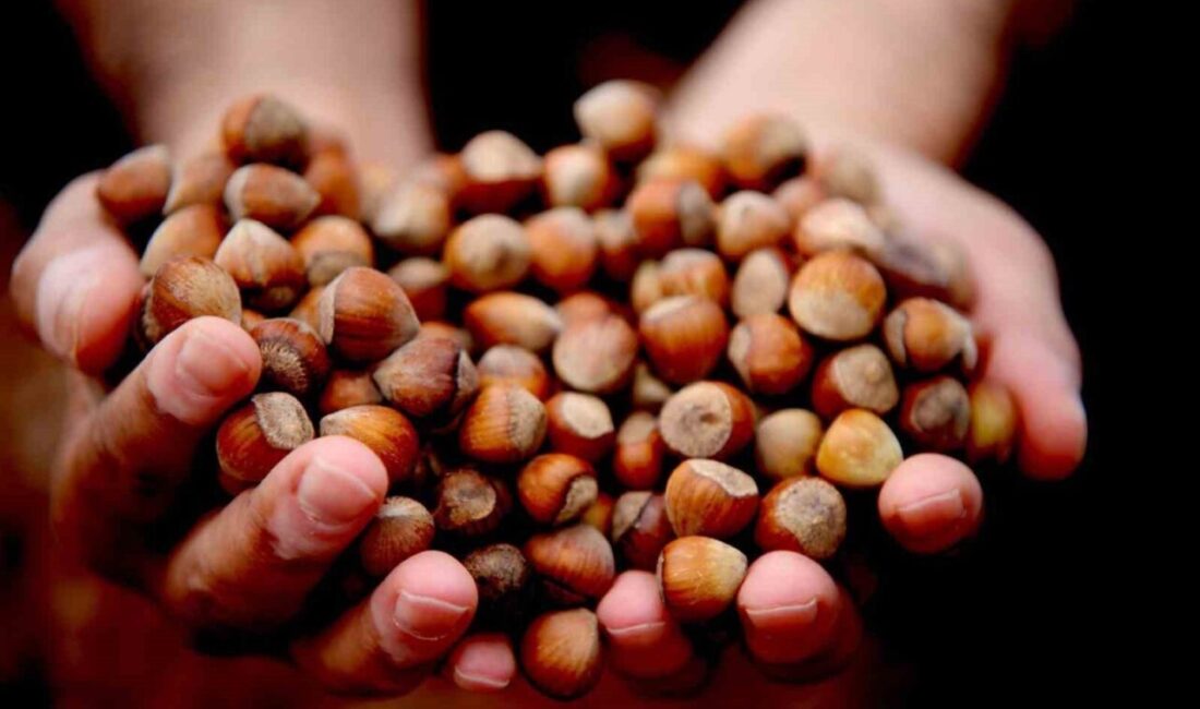 DÜZCE(İHA) – Düzce’den ocak ayında Avrupa Birliği ülkelerine 811,7 ton