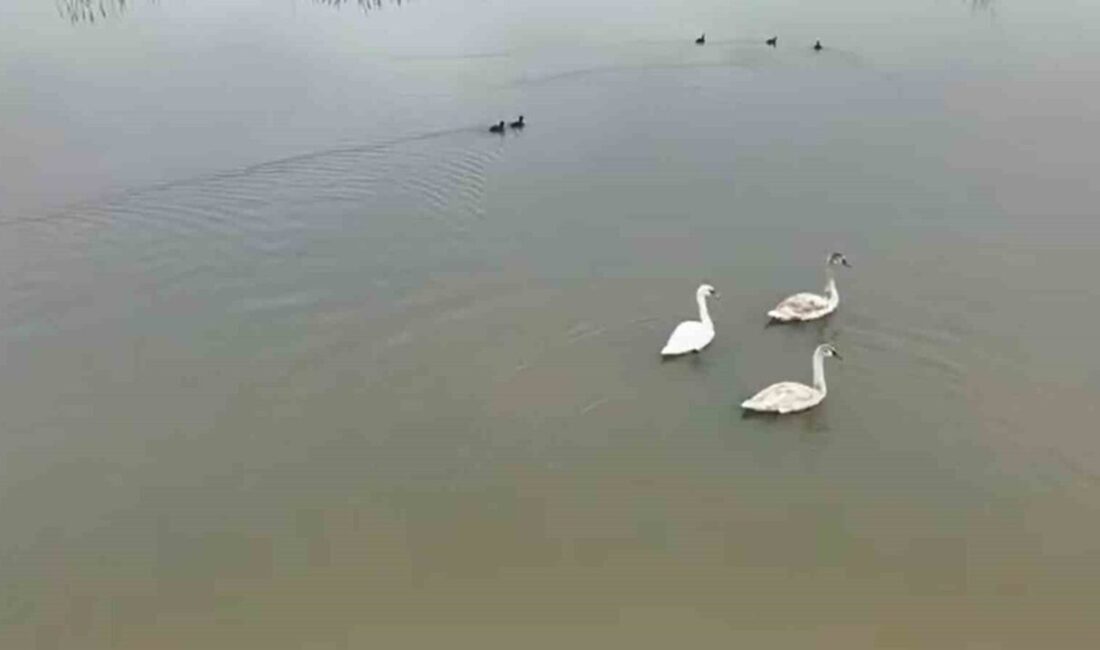 DÜZCE (İHA) – Düzce’nin Gölyaka ilçesinde bulunan ve göçmen kuşların