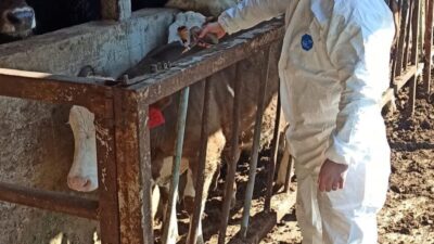 Düzce’de hayvan sağlığının korunması, bulaşıcı hastalıkların önlenmesi ve hayvansal üretimde