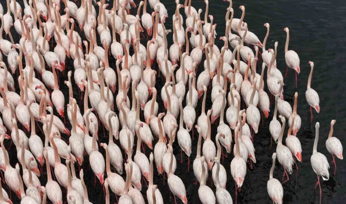 Göçmen kuşların önemli duraklarından biri olan İzmit Körfezi’ni mesken tutan