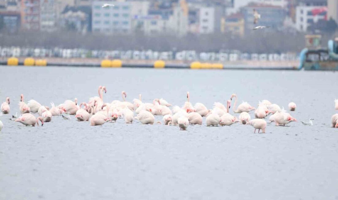 Kocaeli’de düzenlenen “3. Flamingo Şenliği”nde doğaseverler, artan allı turna popülasyonunu