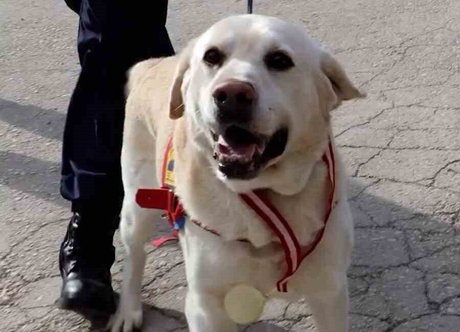 Bolu İl Jandarma Komutanlığı bünyesinde 10 yıldır görev yapan iz