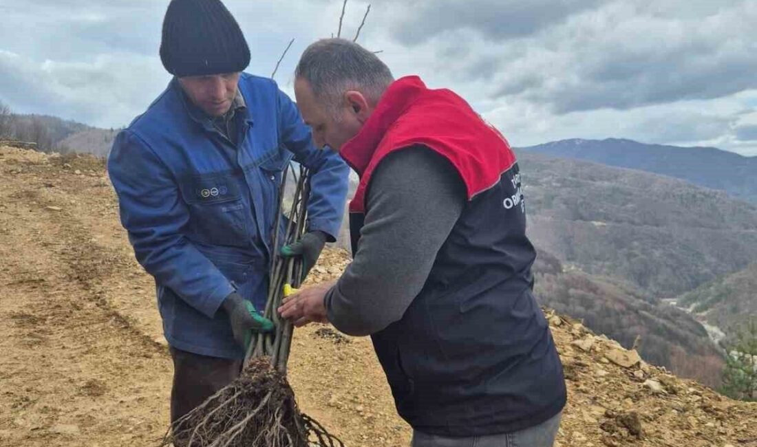 DÜZCE(İHA) – Düzce’de geçtiğimiz aylarda dağıtımı gerçekleştirilen kestane fidanları tek
