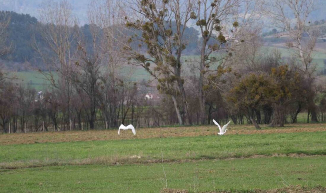 Bolu’da, nadir rastlanan beyaz balıkçıl kuşlar sürü halinde fotoğraflandı. Genellikle