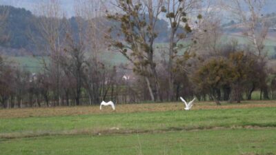 Bolu’da, nadir rastlanan beyaz balıkçıl kuşlar sürü halinde fotoğraflandı. Genellikle