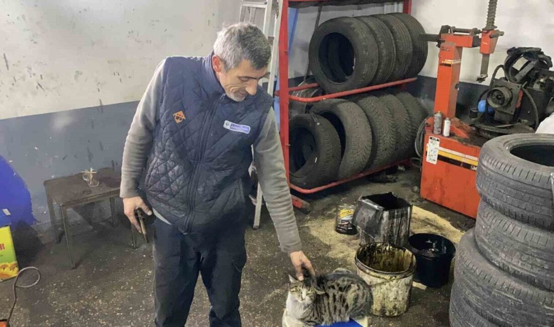 Bolu sanayisinde bir oto servisinde yaşayan “Şıkkıdı” isimli kedi, adeta