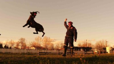 İzmir ve Kahramanmaraş depremlerinde görev alan Sakarya itfaiyesinin K9 ekibi,