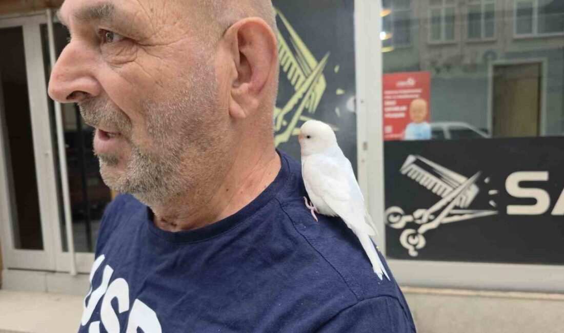 Düzce’de omzundan ayırmadığı muhabbet kuşuyla sokaklarda gezen emekli Azmi Kayacı,