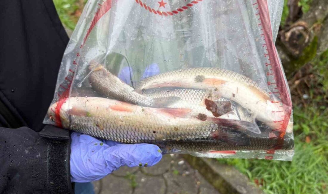 Sakarya’nın Hendek ilçesinin merkezinden geçen Uludere Çayı’nda çok sayıda ölü