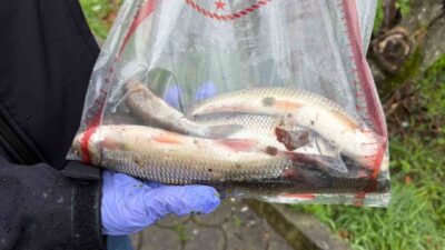 Sakarya’nın Hendek ilçesinin merkezinden geçen Uludere Çayı’nda çok sayıda ölü