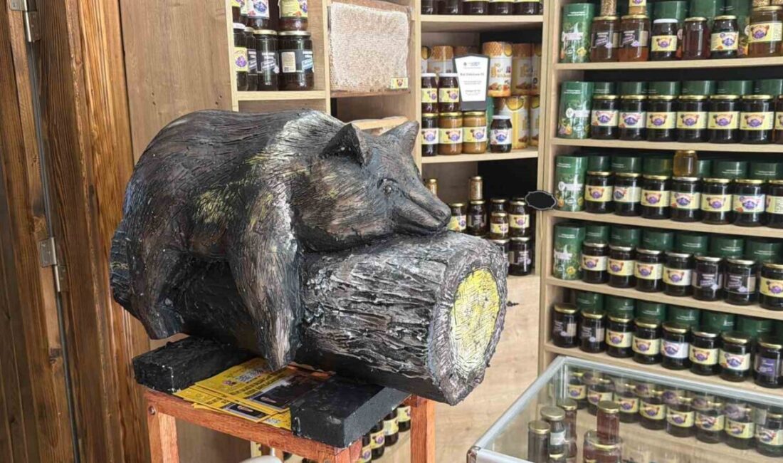 Düzce’nin Yığılca ilçesinde 2022 yılında orman gülü balından fazla yiyerek