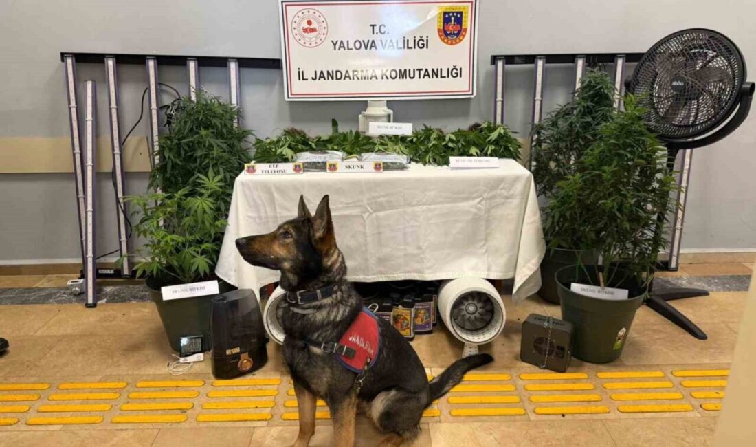 Yalova’da jandarma tarafından düzenlenen uyuşturucu operasyonunda kurdukları iklimlendirme sistemiyle evde