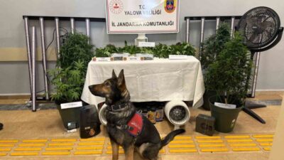 Yalova’da jandarma tarafından düzenlenen uyuşturucu operasyonunda kurdukları iklimlendirme sistemiyle evde