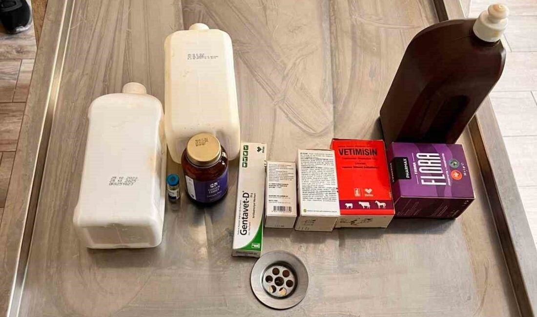 Bilecik’in Bozüyük ilçesinde aç kalan köpeklerin birbirini yediği, birçok köpeğin