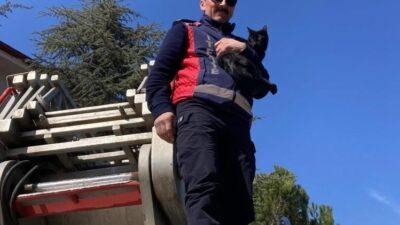 Bilecik’te bir ağaçta mahsur kalan kediyi itfaiye ekipleri kurtardı. Bilecik