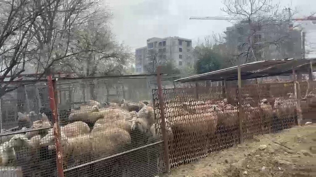 Kocaeli’nin Dilovası ilçesinde ahırda çıkan yangında 80 küçükbaş, 180 hindi