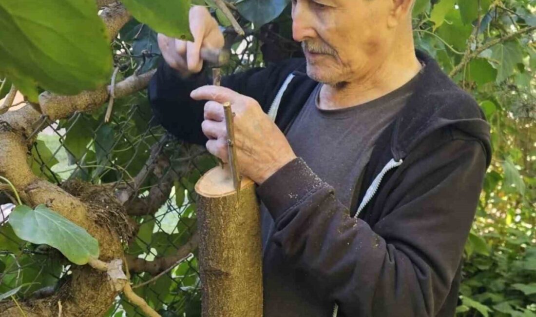 Bilecik’te huzurevinde kalan yaşlılar, yaptıkları çalışmalarla bahçeyi güzelleştiriyor. Bilecik Aile
