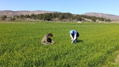 Bilecik’in Osmaneli ilçesinde buğday ekili alanlar denetlendi. Osmaneli İlçe Tarım