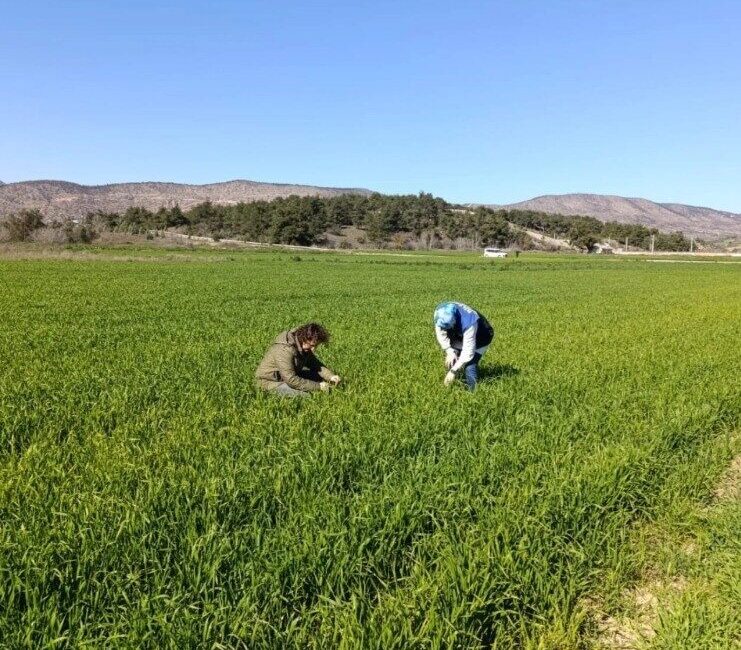 Bilecik’in Osmaneli ilçesinde buğday ekili alanlar denetlendi. Osmaneli İlçe Tarım