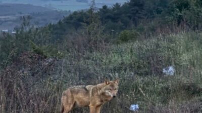 Bilecik’te dağlık bir alanda görülen ve insanlar kaçmayan kurt görenleri