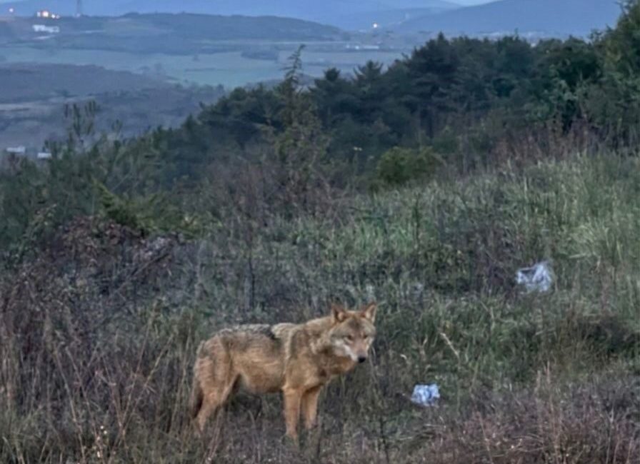 Bilecik’te dağlık bir alanda görülen ve insanlar kaçmayan kurt görenleri