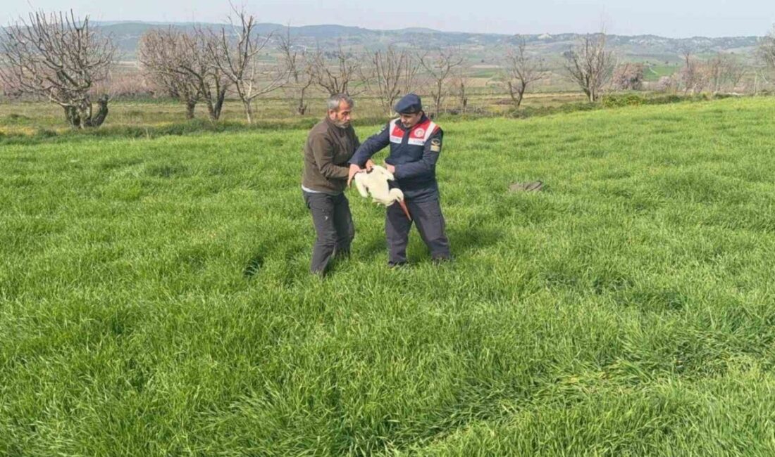 Bilecik’te yaralı olarak bulunan leylek, tedavi ve doğaya salınmak üzere