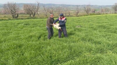 Bilecik’te yaralı olarak bulunan leylek, tedavi ve doğaya salınmak üzere