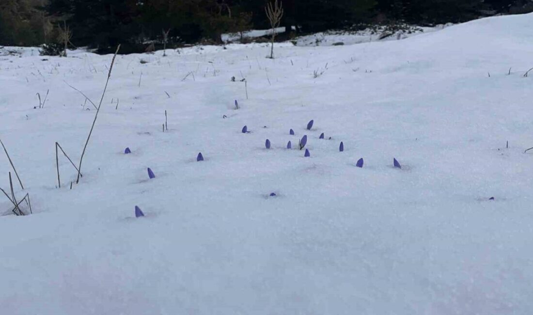 Bolu’nun yüksek kesimlerinde hava sıcaklıklarının artmasıyla açan çiğdemler, etkili olan