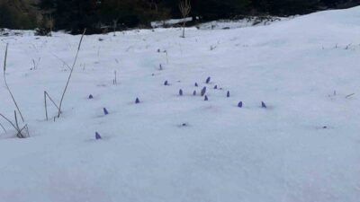 Bolu’nun yüksek kesimlerinde hava sıcaklıklarının artmasıyla açan çiğdemler, etkili olan