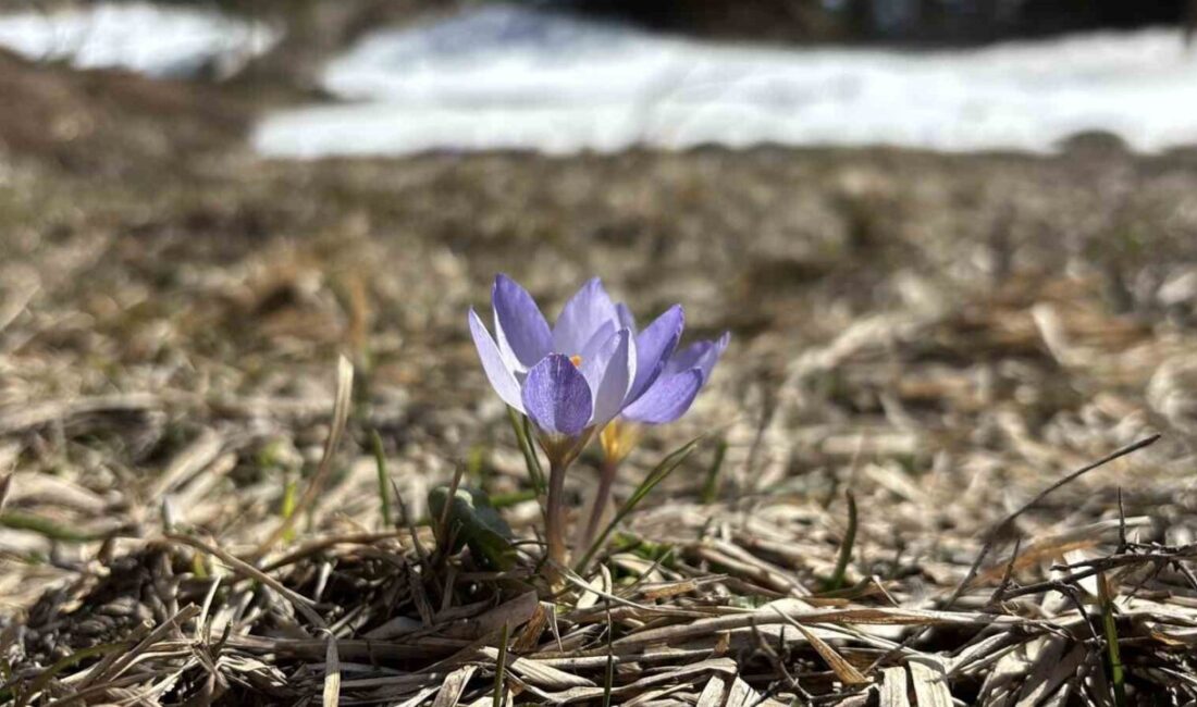 Bolu’nun Gerede ilçesinde bulunan bin 800 rakımlı Arkut Dağı çevresinde,
