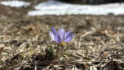 Bolu’nun Gerede ilçesinde bulunan bin 800 rakımlı Arkut Dağı çevresinde,