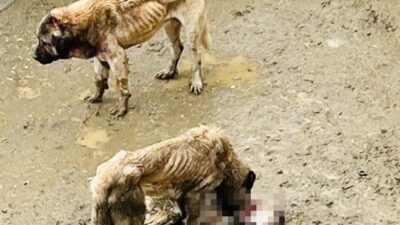 Bilecik’in Bozüyük ilçesindeki Doğal Yaşam Alanı’nda aç kalan köpekler birbirlerini